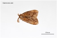 藏品(腎毒蛾)的圖片